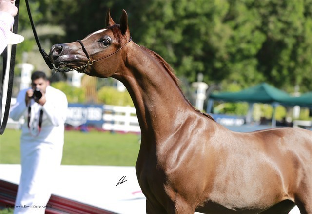 2013 Abu Dhabi Championships