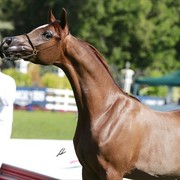 2013 Abu Dhabi Championships