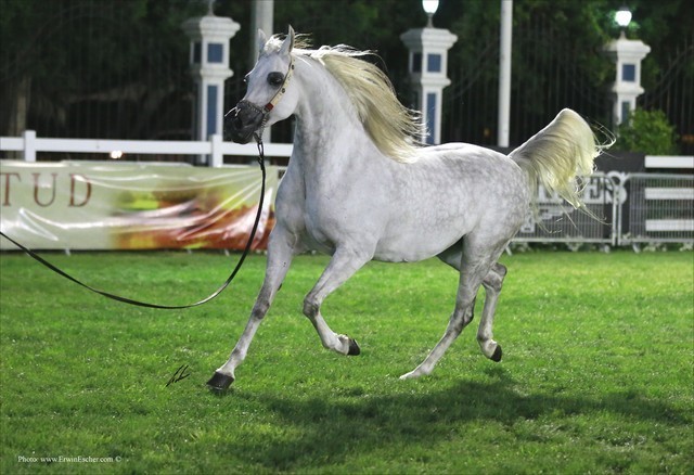 2013 Abu Dhabi Championships