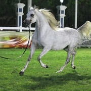 2013 Abu Dhabi Championships