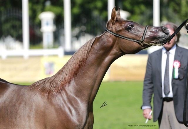 2013 Abu Dhabi Championships