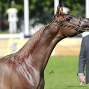 2013 Abu Dhabi Championships