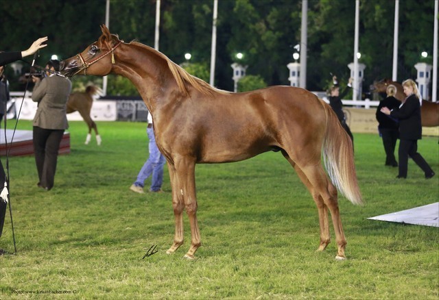 2013 Abu Dhabi Championships