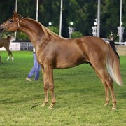 2013 Abu Dhabi Championships