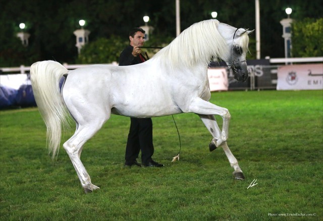 2013 Abu Dhabi Championships