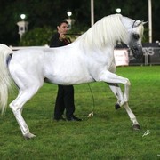 2013 Abu Dhabi Championships