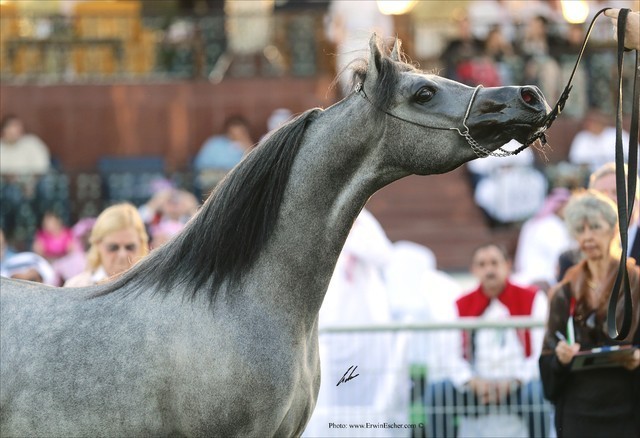 2013 Abu Dhabi Championships