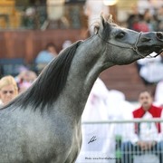 2013 Abu Dhabi Championships