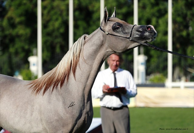 2013 Abu Dhabi Championships