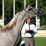 2013 Abu Dhabi Championships