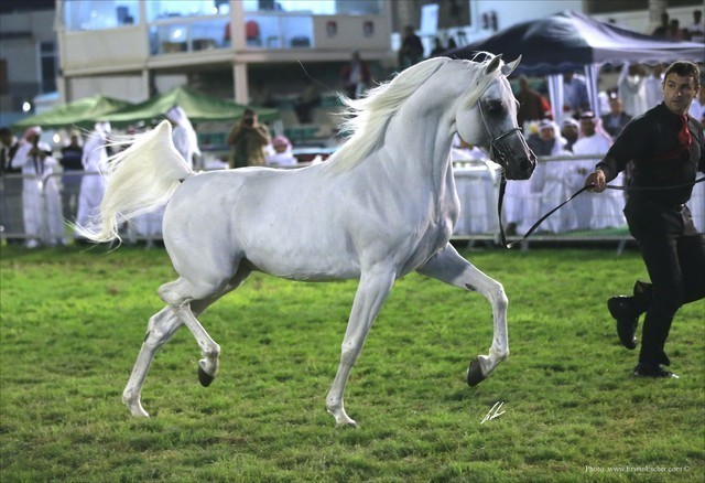 2013 Abu Dhabi Championships