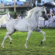 2013 Abu Dhabi Championships