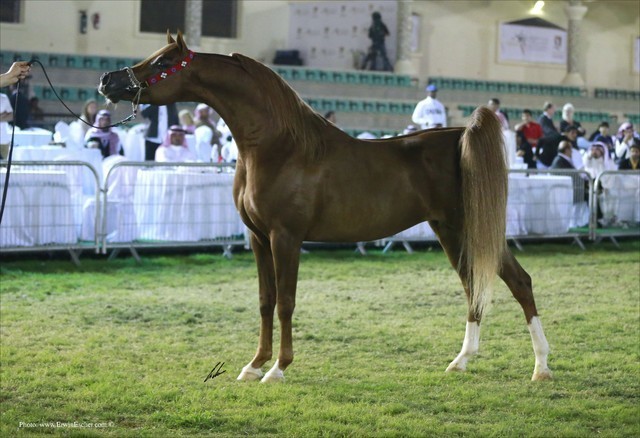 2013 Abu Dhabi Championships