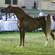 2013 Abu Dhabi Championships