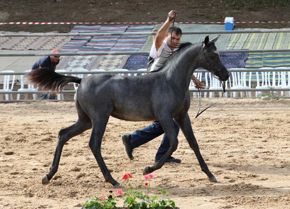Prince Sinan - Prince Sinan