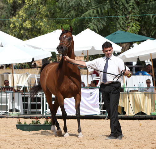 Insha Sha Latifah - Insha Sha Latifah