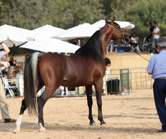 AA Al Bashyr - AA Al Bashyr