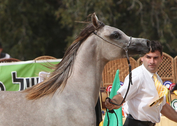 Nashwah AA - Nashwah AA