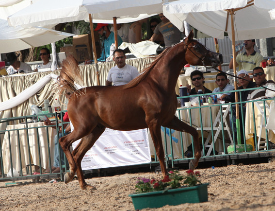 Extremme RSA - Extremme RSA