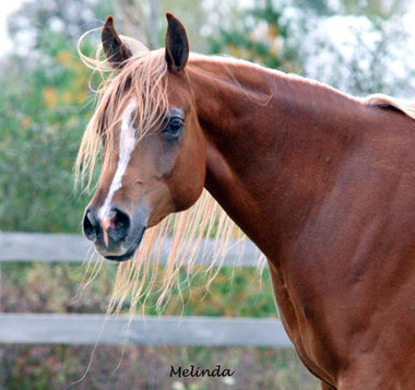 Lone Tamarak Arabians