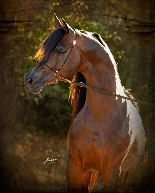 Marhaabah Legacy Group LLC