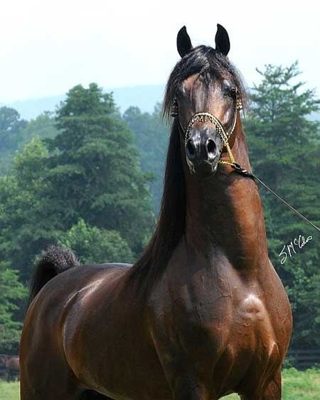 Marhaabah Legacy Group LLC