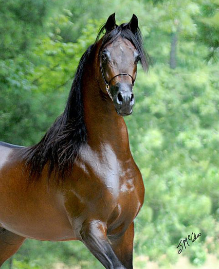 Marhaabah Legacy Group LLC