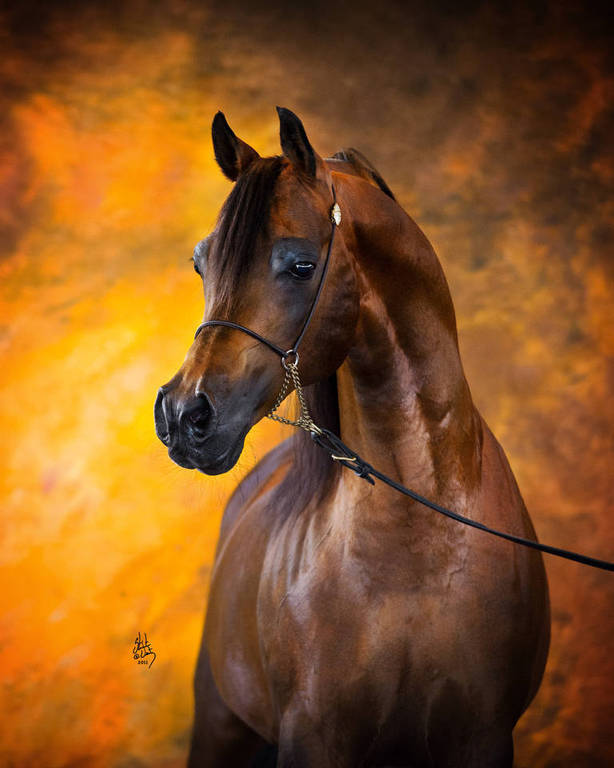 Mulawa Arabian Stud Arabian Horses, Stallions, Farms, Arabians