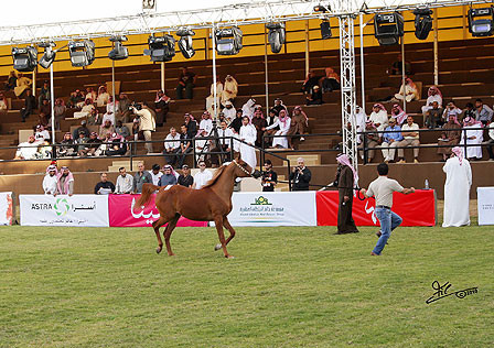 Al Khalediah Arabian Horse Festival