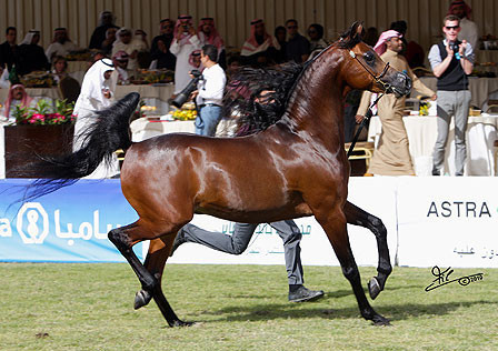 Al Khalediah Arabian Horse Festival
