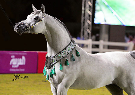 Al Khalediah Arabian Horse Festival