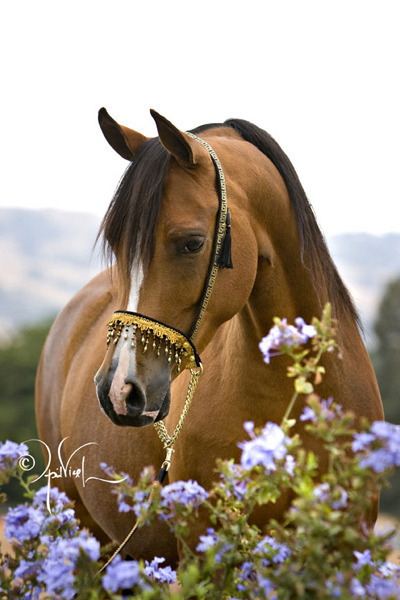 Quail Ridge Arabians