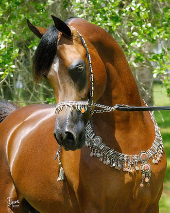 Quail Ridge Arabians