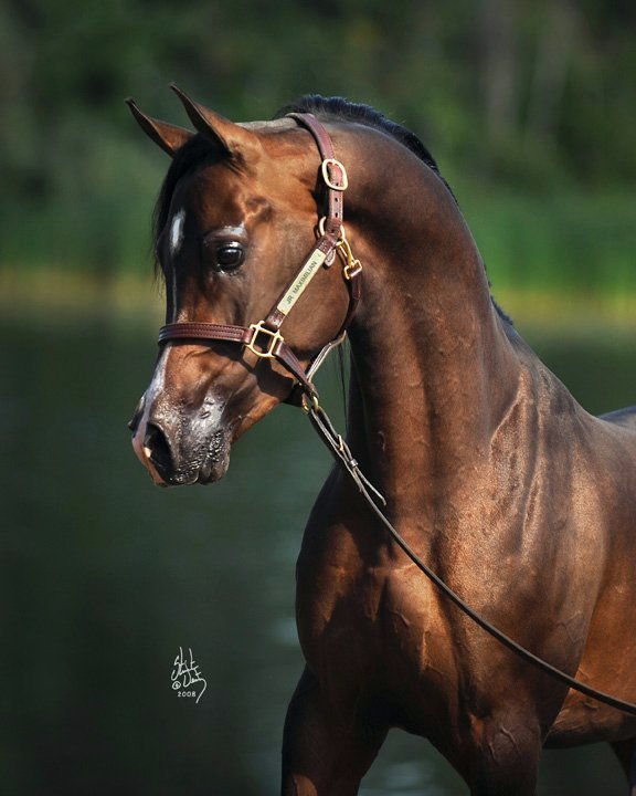 Rooker Training Stable