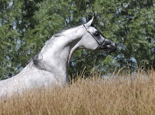 Schoukens Training Center