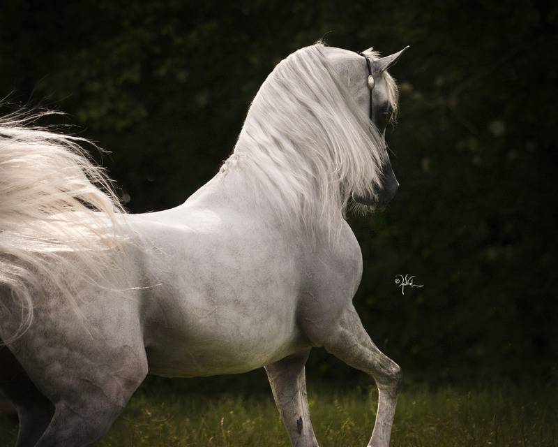 Schoukens Training Center