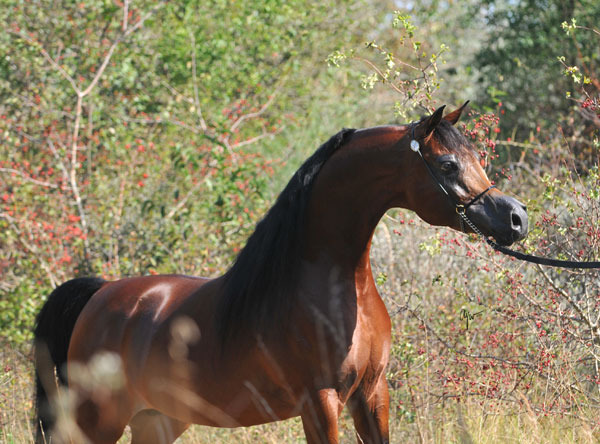 Schoukens Training Center