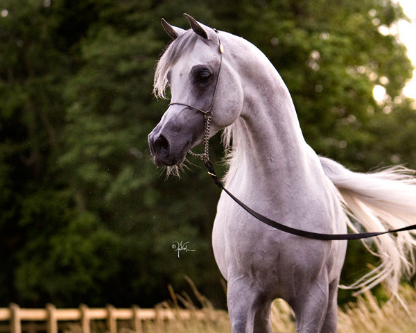 Schoukens Training Center