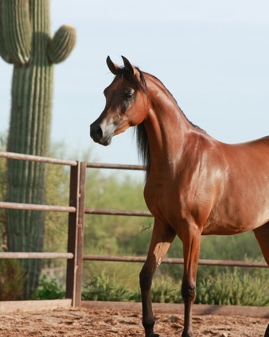 Sweet Water Arabians