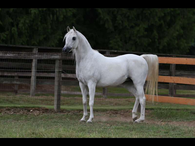 Sweet Water Arabians