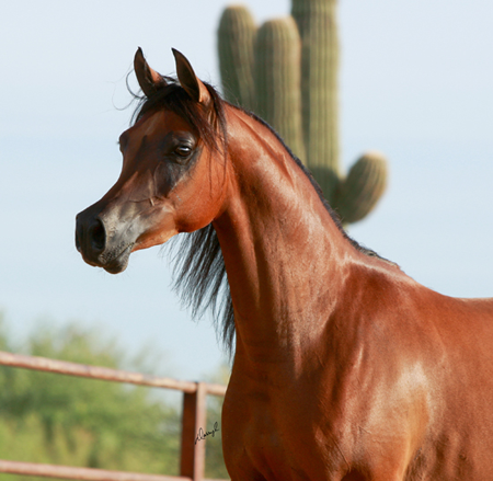 Sweet Water Arabians