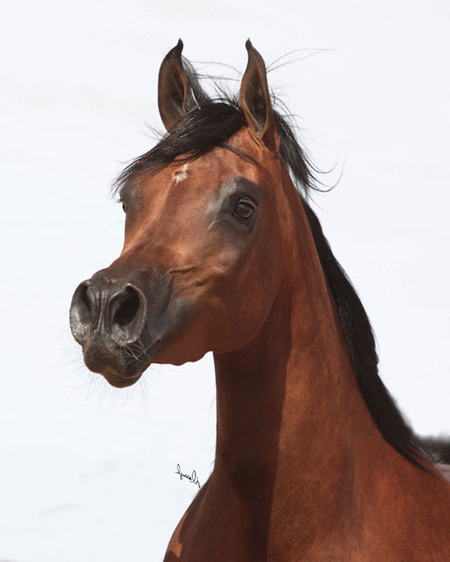 Sweet Water Arabians