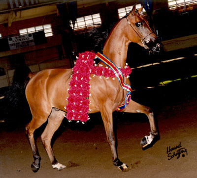 Topline Arabians
