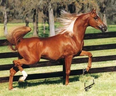 Vallian Arabians