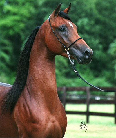 Vallian Arabians