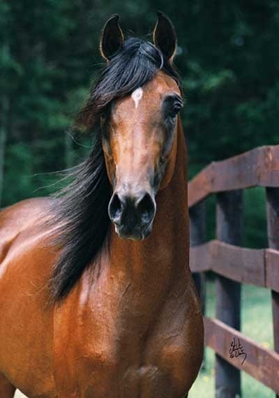 Vallian Arabians