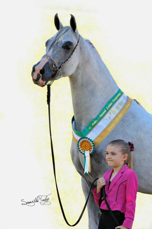 Arabian Horse History