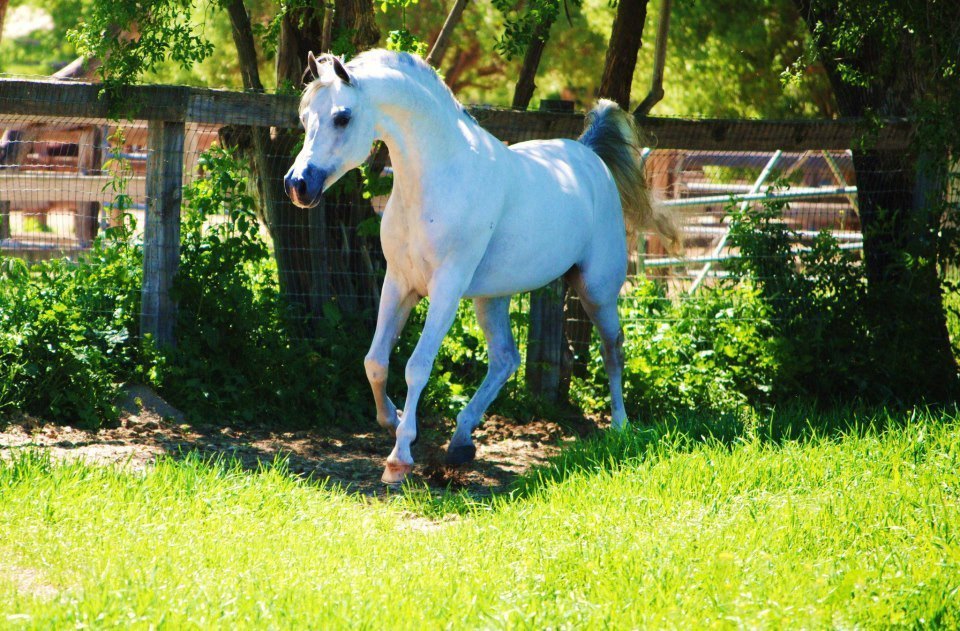 Arabian Horse History
