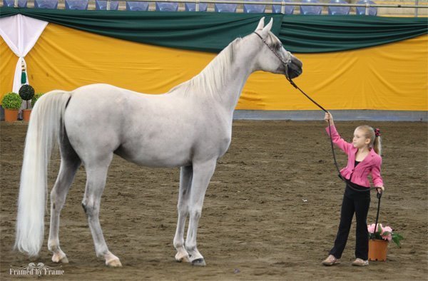 Arabian Horse History