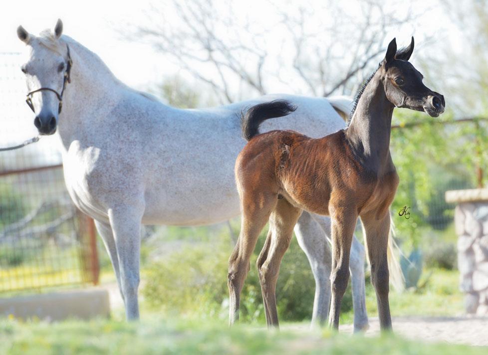 Arabian Horse History